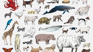 O jogo do galo é um bom jogo para exercitar a mente. Vocabulario Em Ingles Aprenda Os Nomes Dos Animais Animals Estudo Pratico