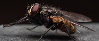 Read this lesson on the idiomatic french expression quelle mouche t'a piqué ? Quelles Especes De Mouches Pouvez Vous Croiser Chez Vous Insecticides Kapo