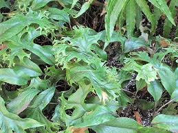 Image result for Pyrrosia