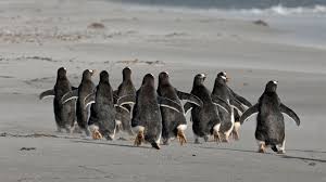 Scrabble point value for penguin: 90 Words To Use On Your Next Safari Collective Nouns For Wildlife