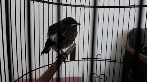 Tips membedakan decu kembang jantan dan betina, decu kembang jantan memiliki warna bulu itam pekat warna perut putih bersih ada alis putih suara pareasi. Perbedaan Burung Decu Betina Dan Jantan Youtube