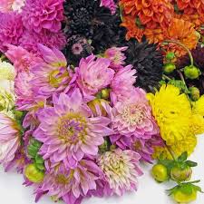 Buy flower seeds online in australia for health, peace and beauty. Dahlias Bulk Flowers Blooms By The Box