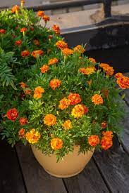 Pin On Plant Wishlist