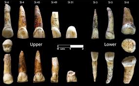 Neanderthal remains more than 50,000 years old identified in the Simanya cave - Diari digital de la URV