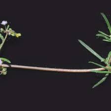 Image result for Gisekia africana