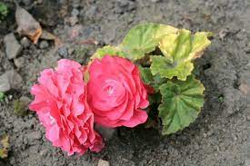 Begonias Are Toxic To Dogs And Cats Toxic Plants For Cats Flea Shampoo For Cats Cat Safe Plants