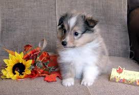 Colors are sable (with and without black tips on the hairs), black and tan with white. Getting My First Sheltie Puppy Male Name Ideas Please Sheltie