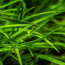 Image result for Eriocaulon schimperi