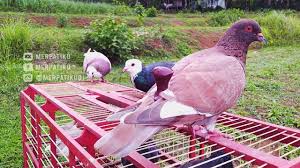 We did not find results for: Test Burung Merpati Plontang Disawah Merpatiku Youtube