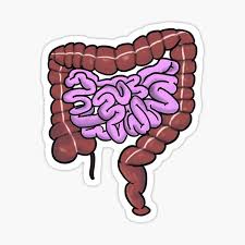 What is the relation of the horizontal (3rd) part of the duodenum to the superior and inferior mesenteric arteries? Duodenum Gifts Merchandise Redbubble