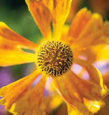 Image result for Crepidorhopalon tenuis