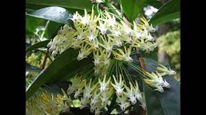 We would like to show you a description here but the site won't allow us. A Visit With Hoya Multiflora Youtube