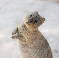 30 funny quokka pictures that will make you book a flight to australia to see them quokka cute animals funny animals