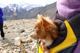 Check out our dog backpack selection for the very best in unique or custom, handmade pieces from our pet supplies shops. The Best Dog Backpacks And Carriers Of 2021 Pet Life Today
