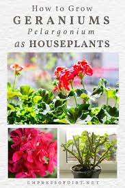 How To Grow Geraniums Indoors As Houseplants In 2021 Growing Geraniums Geraniums Indoors Flowering House Plants