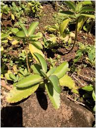 Image result for Kalanchoe pinnata