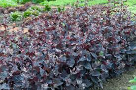 Image result for Atriplex hortensis