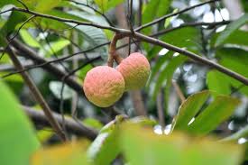 Image result for Annona reticulata