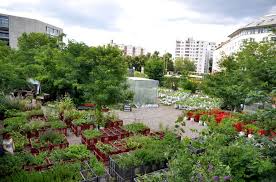 Prinzessinnengarten Princess Gardens Moritzplatz In Berlin Kreuzberg Germany Urban Garden Urban Farming Urban Backyard