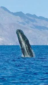 The great collection of humpback whale wallpaper for desktop, laptop and mobiles. Hump Back Whale Humpback Whales Wallpapers 32310749 Fanpop Desktop Background