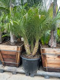 Image result for Phoenix roebelenii