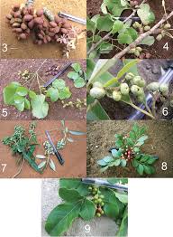 Image result for Lannea schimperi