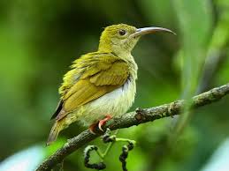 Gray Bird With White Stripes On Wings Gray Breasted Spiderhunter Arachnothera Modesta By Hiyashi Haka Aves