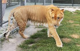 Sarasota er en kunstnerisk by som er kjent for museer og vakre strender. Big Cat Habitat And Gulf Coast Sanctuary Activities Sarasota Magazine