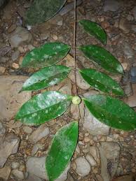 Image result for Memecylon sp. B