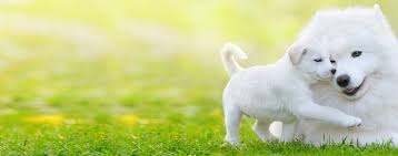We did not find results for: Why Do Dogs Bring You Their Puppies Wag