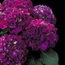 Download free image purple hydrangea flower. Hydrangea Purple Prince Hydrangea Purple Dark Purple Hydrangea Shade Loving Shrubs