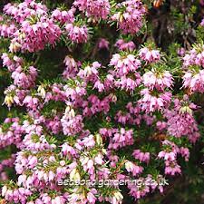 Heaths and heathers.although both belong to the ericaceae family, they are botanically different and are divided into the calluna genus and the erica genus. Erica Heather Family Planting And Growing Guide