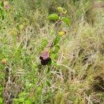 Image result for Tinnea aethiopica