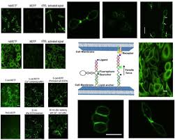 Avem o singură situație în care se folosește cratima, și anume în cazul pronumelor de politețe compuse. Dna Nanotechnology As A Tool To Develop Molecular Tension Probes For Bio Sensing And Bio Imaging Applications An Up To Date Review Sciencedirect