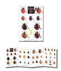 Guide To Ladybird Larvae Of The British Isles Identification