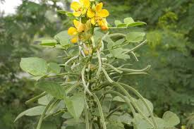 Image result for Senna hirsuta