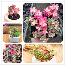 We did not find results for: 100 Pcs Portulaca Grandiflora Bonsai Succulents Bonsai Plant Bonsai Flowers Indoor Fleshier Plant For Home Garden Potted Plant Buy At The Price Of 0 38 In Aliexpress Com Imall Com