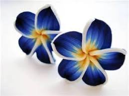 Hawaiian Blue Plumeria Flower Bing Images Tropical Flower Tattoos Hawaiian Flower Tattoos Flower Drawing