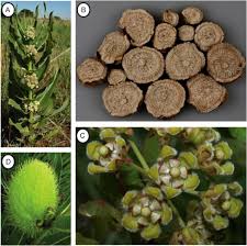 Image result for Xysmalobium