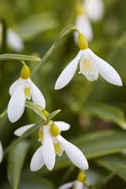 There are dozens of snowdrop species and varieties. Gardening 101 Snowdrops Laptrinhx News