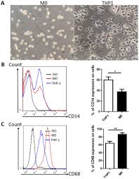 Bleomycin Inhibits Proliferation And Induces Apoptosis In