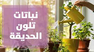 إزرع بإيدك وزين بيتك 42 views10 days ago. Ø£Ù†ÙˆØ§Ø¹ Ø§Ù„Ù†Ø¨Ø§ØªØ§Øª Ø§Ù„Ù‚Ø¯ÙŠÙ…Ø© Ø§Ù„ØªÙŠ Ù‚Ù„Øª Ø²Ø±Ø§Ø¹ØªÙ‡Ø§ Ù… Ø£Ù…Ù„ Ø§Ù„Ù‚ÙŠÙ…Ø±ÙŠ Ø²Ø±Ø§Ø¹Ø© ÙˆØ¨ÙŠØ¦Ø© Youtube
