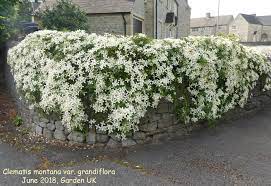 Its blooming comes late, but patience is rewarded when the superb fragrant white flowers appear: Photo Clematis Montana Var Grandiflora Clematis Album Nora Goosen Fotki Com Photo And Video Sharing Made Easy