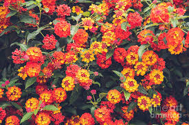 See more ideas about plants, flowers, planting flowers. Red And Yellow Flowers On A Bush For Background Use With Muted Photograph By Joaquin Corbalan