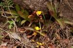 Image result for Ochna macrocalyx