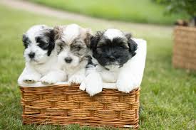 The search tool above returns a list. Akc Havanese Puppies For Sale Off 74 Www Usushimd Com