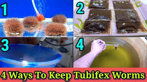Dried Tubifex Worms, Dried Tubifex Worms Suppliers And Manufacturers At  Alibaba.Com