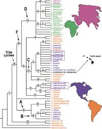 Image result for Lycium pilifolium