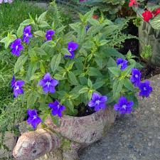 Browallia is a small genus of seven species of flowering plants (mostly annuals though occasionally shrubs or ephemerophytes) belonging to the nightshade family solanaceae. Browallia Marine Amethyst Flower From Wallish Greenhouses