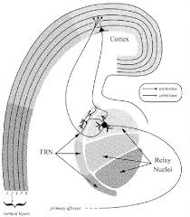 The nucleus accumbens, represented by nac or nacc is also known as accumbens nucleus. Figure 2 From Functional Organization Of Thalamocortical Relays Semantic Scholar